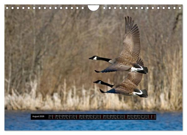 Produktbild: CANADA GOOSE / UK-Version (Wall Calendar 2026 DIN A4 landscape), CALVENDO 12 Month Wall Calendar