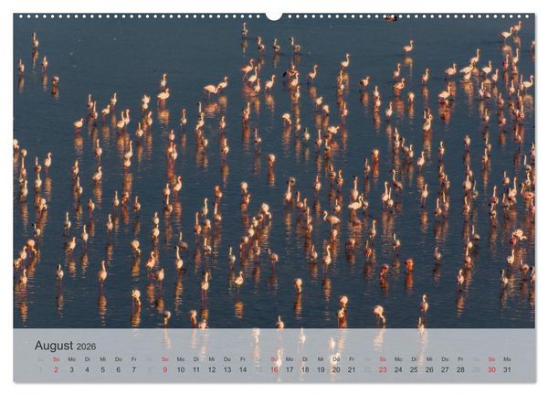 Produktbild: Flamingo Impressionen 2026 (hochwertiger Premium Wandkalender 2026 DIN A2 quer), Kunstdruck in Hochglanz