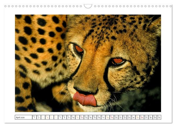Produktbild: African Big Cats (Wall Calendar 2026 DIN A3 landscape), CALVENDO 12 Month Wall Calendar