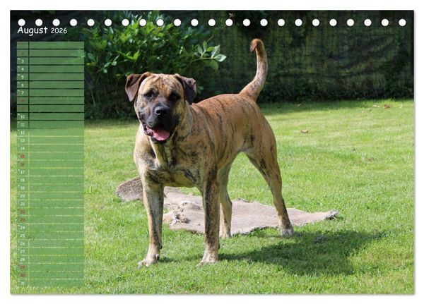 Produktbild: Dogo Canario (Tischkalender 2026 DIN A5 quer), CALVENDO Monatskalender