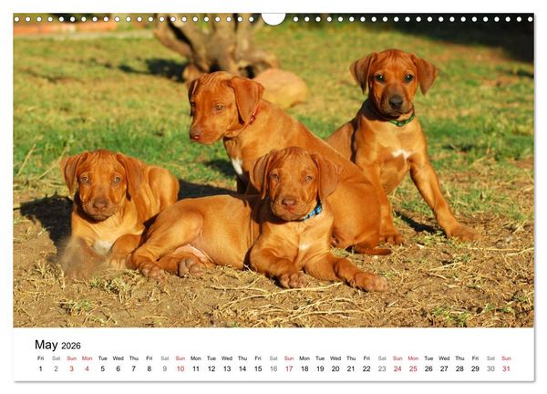 Produktbild: Rhodesian Ridgeback Puppies (Wall Calendar 2026 DIN A3 landscape), CALVENDO 12 Month Wall Calendar