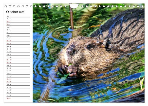 Produktbild: Das Familienleben der Biber (Wandkalender 2026 DIN A4 quer), CALVENDO Monatskalender