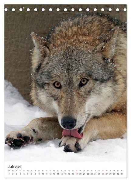 Produktbild: Wolf-Gesichter (Tischkalender 2026 DIN A5 hoch), CALVENDO Monatskalender