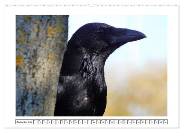 Produktbild: Rabenhafte Augenblicke (Wandkalender 2026 DIN A2 quer), CALVENDO Monatskalender