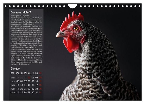 Produktbild: Von der Einzigartigkeit der H&uuml;hner 2026 (Wandkalender 2026 DIN A4 quer), CALVENDO Monatskalender