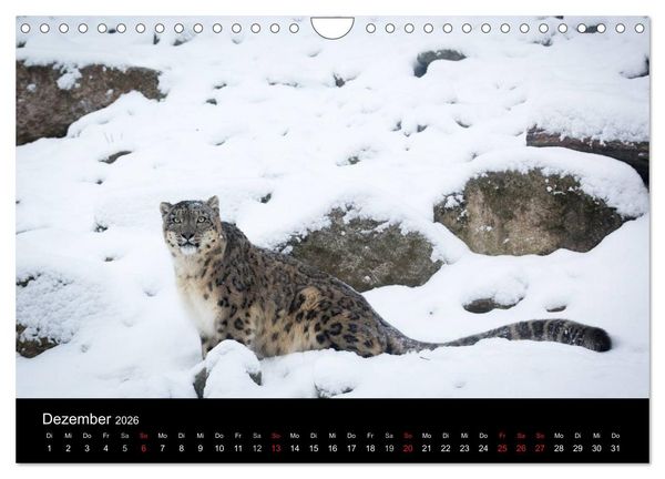 Produktbild: Schneeleoparden (Wandkalender 2026 DIN A4 quer), CALVENDO Monatskalender