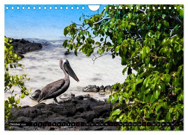 Produktbild: Naturparadies Galapagos - UNESCO Weltkulturerbe (Wandkalender 2026 DIN A4 quer), CALVENDO Monatskalender