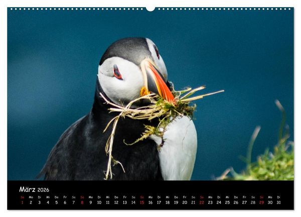 Produktbild: Die Papageientaucher von Mykines (Wandkalender 2026 DIN A2 quer), CALVENDO Monatskalender