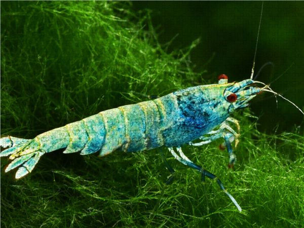 Produktbild: CALVENDO Puzzle Caridina cantonensis - Blue Bolt | 1000 Teile Lege-Gr&ouml;&szlig;e 64x48cm Foto-Puzzle f&uuml;r gl&uuml;ckliche Stunden