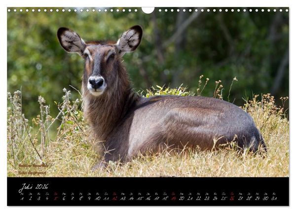 Produktbild: Faszination Afrika - wilde Tiere der Masai Mara - Kenia (Wandkalender 2026 DIN A3 quer), CALVENDO Monatskalender