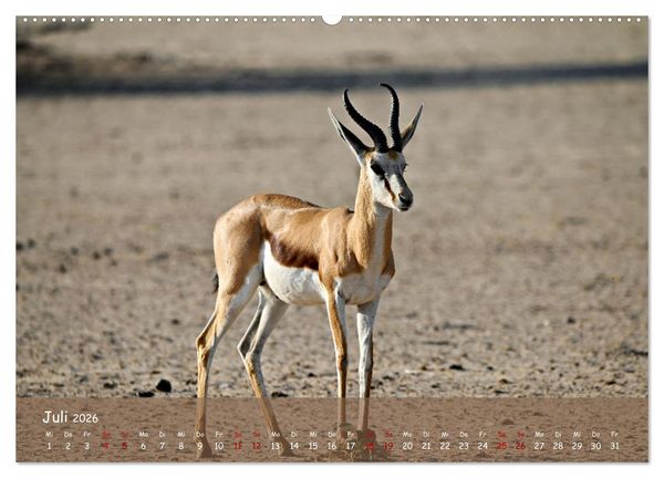 Produktbild: Kgalagadi - Fauna und Wildtiere in der Kalahari (Wandkalender 2026 DIN A2 quer), CALVENDO Monatskalender
