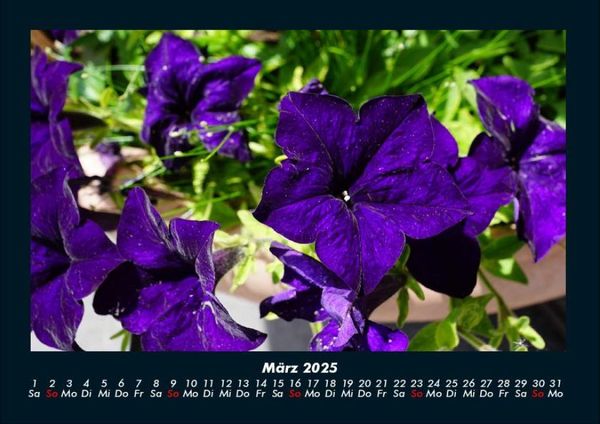 Produktbild: Blumenzauber 2025 Fotokalender DIN A4