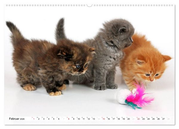 Produktbild: Perserk&auml;tzchen (Wandkalender 2026 DIN A2 quer), CALVENDO Monatskalender