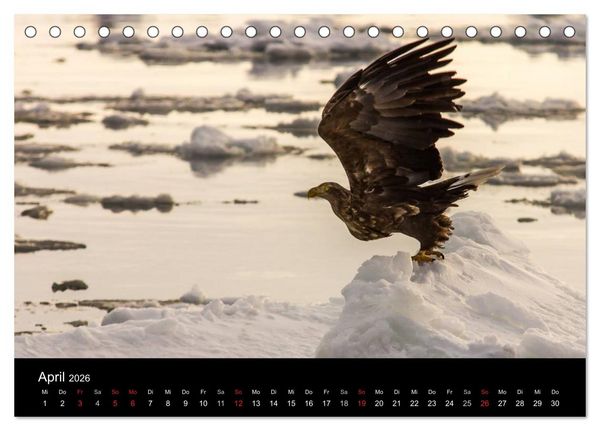 Produktbild: Seeadler - K&ouml;nige der L&uuml;fte (Tischkalender 2026 DIN A5 quer), CALVENDO Monatskalender