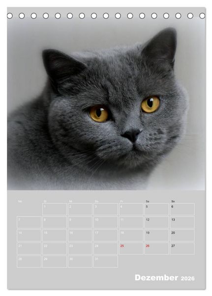 Produktbild: Graue Engel - Britischkurzhaar-Katzen (Tischkalender 2026 DIN A5 hoch), CALVENDO Monatskalender