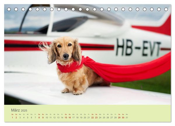 Dackel unterwegs (Tischkalender 2025 DIN A5 quer), CALVENDO Monatskalender