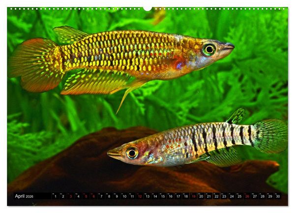 Produktbild: Bunte Fische der Welt - Killifische (Wandkalender 2026 DIN A2 quer), CALVENDO Monatskalender