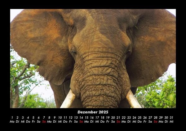 Produktbild: Elefanten 2025 Fotokalender DIN A3