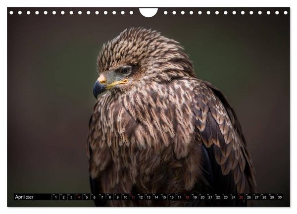 Produktbild: Greifv&ouml;gel und Eulen (Wandkalender 2027 DIN A4 quer), CALVENDO Monatskalender