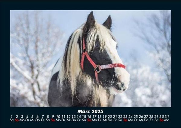 Produktbild: Die Welt der Pferde 2025 Fotokalender DIN A5
