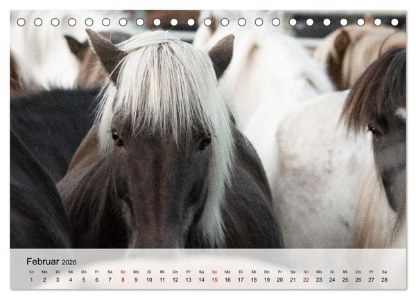 Produktbild: Pferde 2026 Kraft und Anmut (Tischkalender 2026 DIN A5 quer), CALVENDO Monatskalender