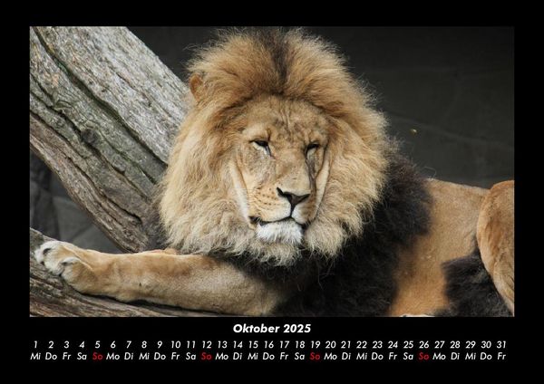 Produktbild: L&ouml;wen in der Wildnis 2025 Fotokalender DIN A3