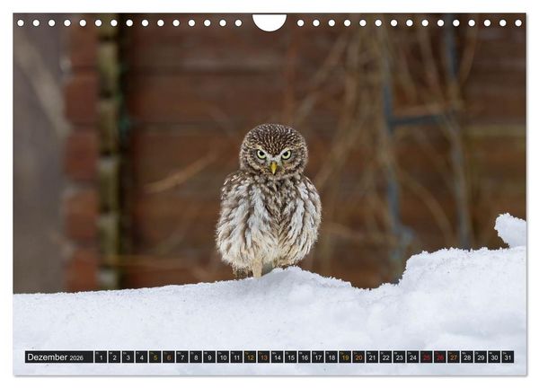 Produktbild: Eulen - Fl&uuml;gel der Nacht (Wandkalender 2026 DIN A4 quer), CALVENDO Monatskalender