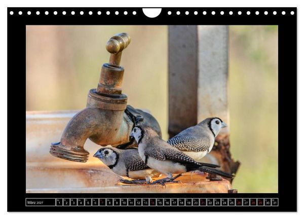 Produktbild: V&ouml;gel von "Down Under" Australien (Wandkalender 2027 DIN A4 quer), CALVENDO Monatskalender
