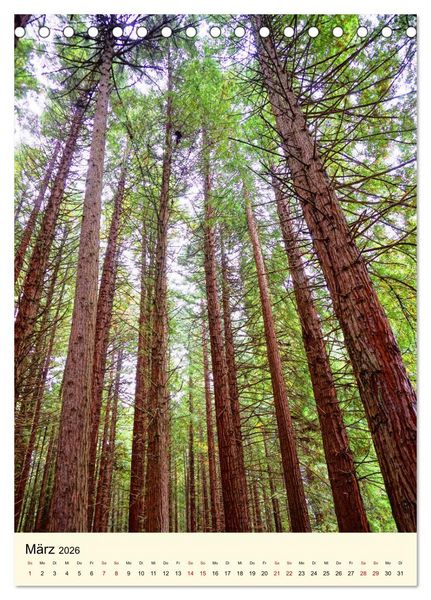 Produktbild: Redwoods - Faszination Mammutb&auml;ume (Tischkalender 2026 DIN A5 hoch), CALVENDO Monatskalender