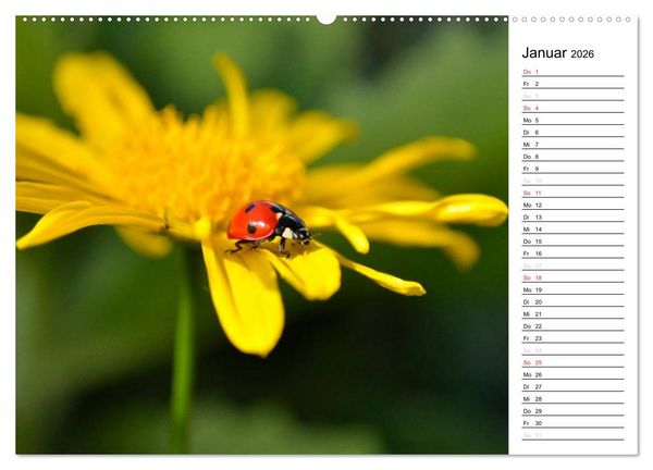 Produktbild: Marienk&auml;fer 2026 (Wandkalender 2026 DIN A2 quer), CALVENDO Monatskalender