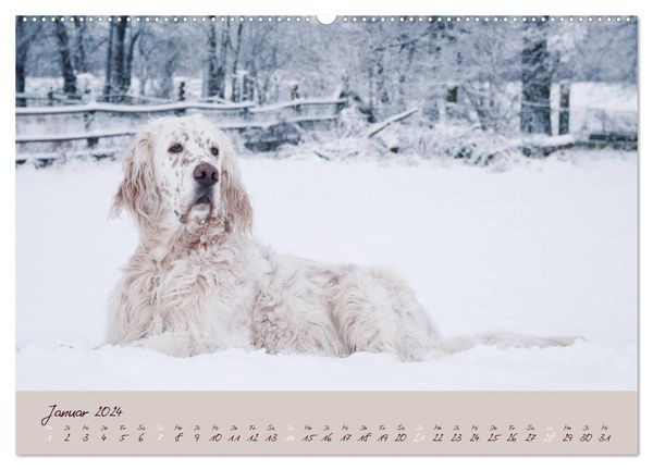 English Setter – Impressionen edler Hunde (Wandkalender 2024 DIN A2 quer), CALVENDO Monatskalender