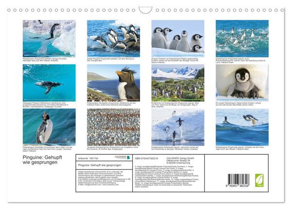 Produktbild: Pinguine: Gehupft wie gesprungen (Wandkalender 2026 DIN A3 quer), CALVENDO Monatskalender