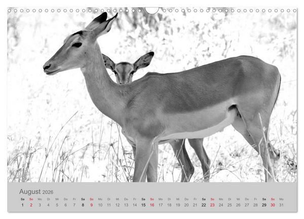 Produktbild: Die Seelen der wilden Tiere (Wandkalender 2026 DIN A3 quer), CALVENDO Monatskalender