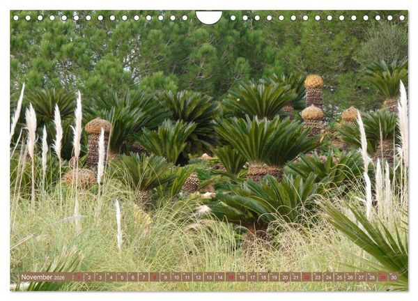 Produktbild: BOTANICACTUS Mallorcas Kakteengarten (Wandkalender 2026 DIN A4 quer), CALVENDO Monatskalender