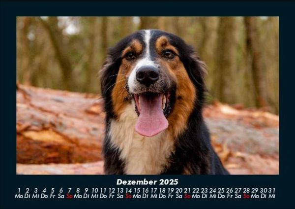 Produktbild: Hundezauber 2025 Fotokalender DIN A5