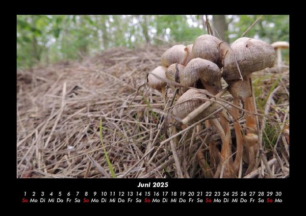 Produktbild: Pilzkalender 2025 Fotokalender DIN A3