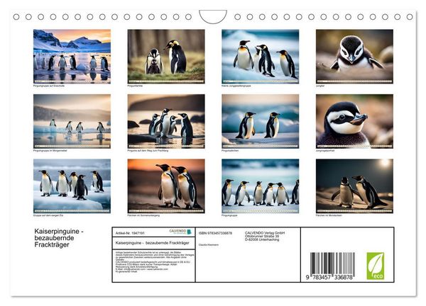 Produktbild: Kaiserpinguine - bezaubernde Fracktr&auml;ger (Wandkalender 2026 DIN A4 quer), CALVENDO Monatskalender