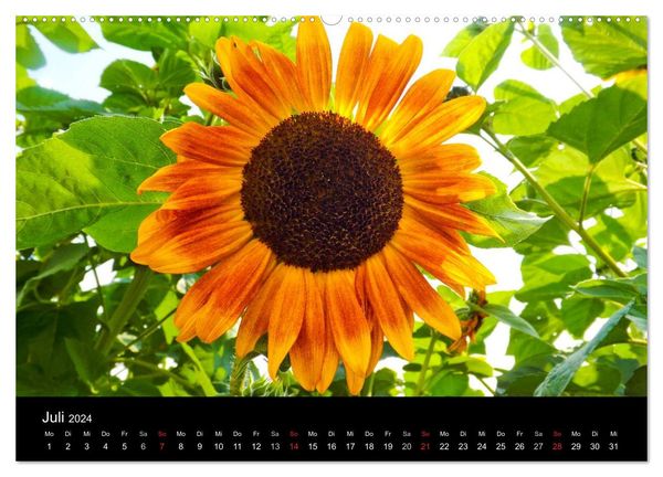 Strahlende Sonnenblumen / CH - Version (hochwertiger Premium Wandkalender 2024 DIN A2 quer), Kunstdruck in Hochglanz