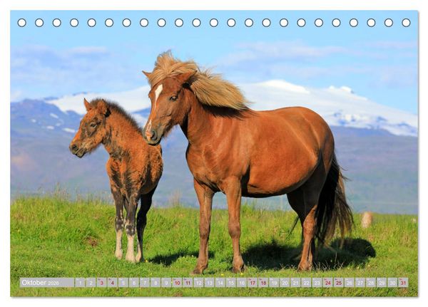 Produktbild: Islandpferde - Die tierischen Stars der Insel (Tischkalender 2026 DIN A5 quer), CALVENDO Monatskalender