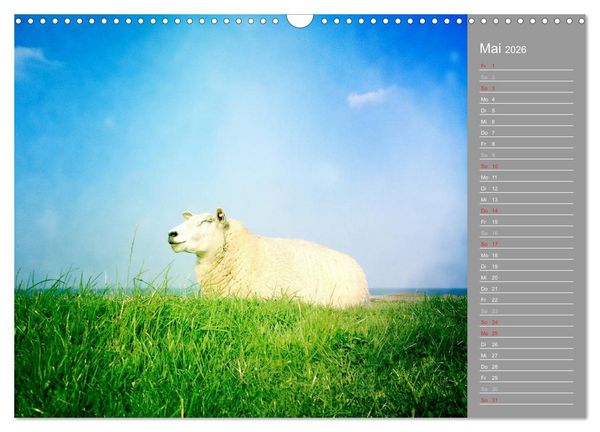 Produktbild: AUF DEM DEICH (Wandkalender 2026 DIN A3 quer), CALVENDO Monatskalender