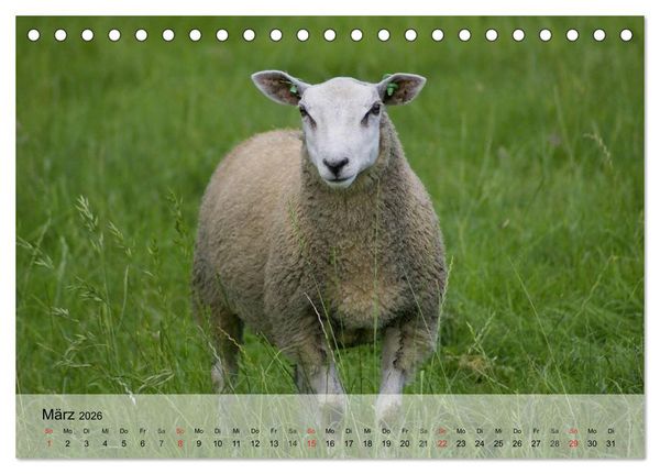 Produktbild: Schafe z&auml;hlen leicht gemacht! (Tischkalender 2026 DIN A5 quer), CALVENDO Monatskalender