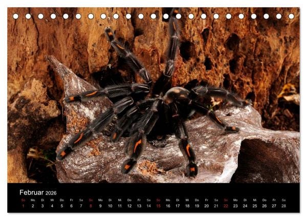 Produktbild: Vogelspinnen - Tarantulas (Tischkalender 2026 DIN A5 quer), CALVENDO Monatskalender