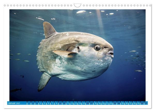Produktbild: Knochen - und Mondfische (Wandkalender 2027 DIN A3 quer), CALVENDO Monatskalender