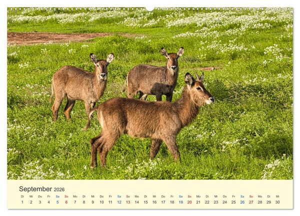 Produktbild: Safari in Kenia (Wandkalender 2026 DIN A2 quer), CALVENDO Monatskalender