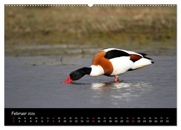 Produktbild: V&ouml;gel der Nordseek&uuml;ste (Wandkalender 2026 DIN A2 quer), CALVENDO Monatskalender