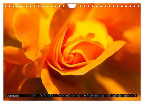 Produktbild: Rosen nat&uuml;rlich sch&ouml;n (Wandkalender 2026 DIN A4 quer), CALVENDO Monatskalender