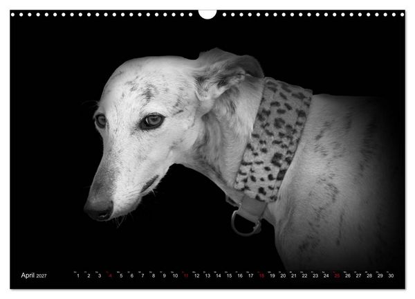 Produktbild: Galgo Espa&ntilde;ol - der spanische Windhund 2027 (Wandkalender 2027 DIN A3 quer), CALVENDO Monatskalender