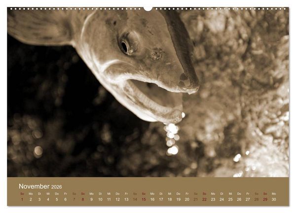 Produktbild: Fliegenfischen (hochwertiger Premium Wandkalender 2026 DIN A2 quer), Kunstdruck in Hochglanz