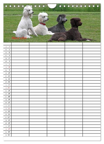 Produktbild: Der Pudel-Familienplaner (Wandkalender 2026 DIN A4 hoch), CALVENDO Monatskalender