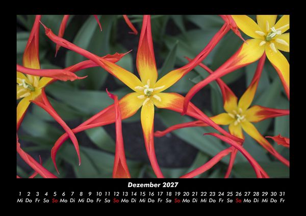 Produktbild: Blumentr&auml;ume 2027 Fotokalender DIN A3